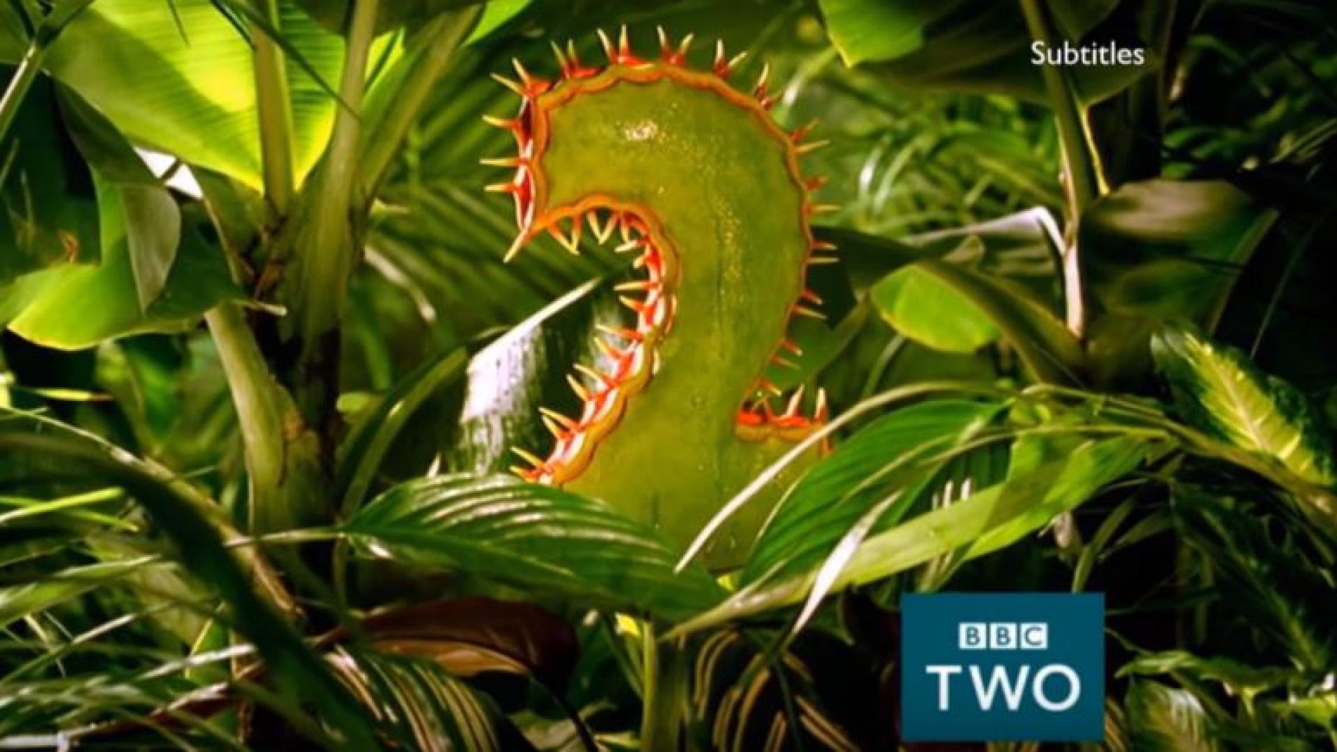 Predator (Venus Fly Trap)