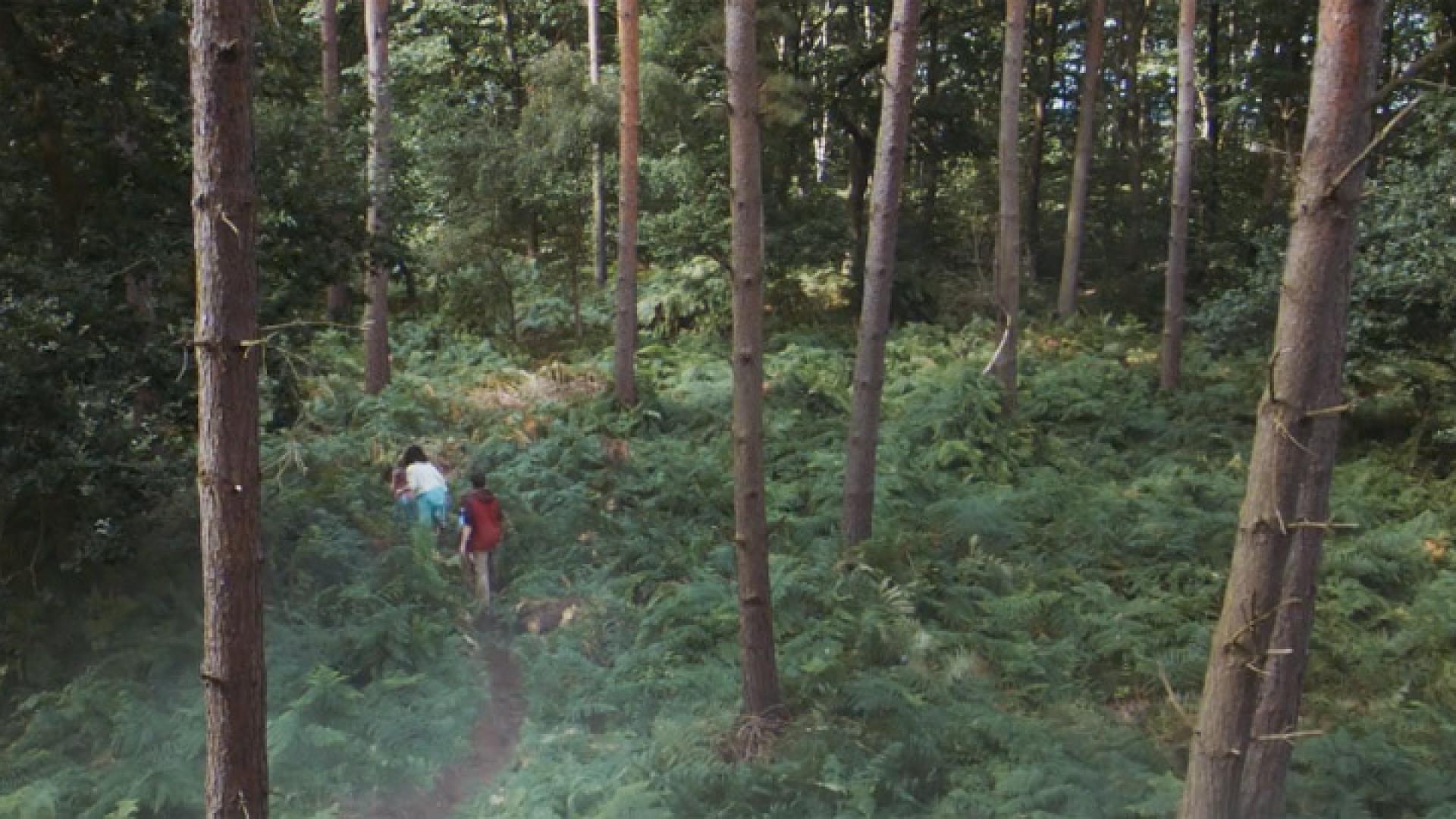 The Forest Is Your Playground
