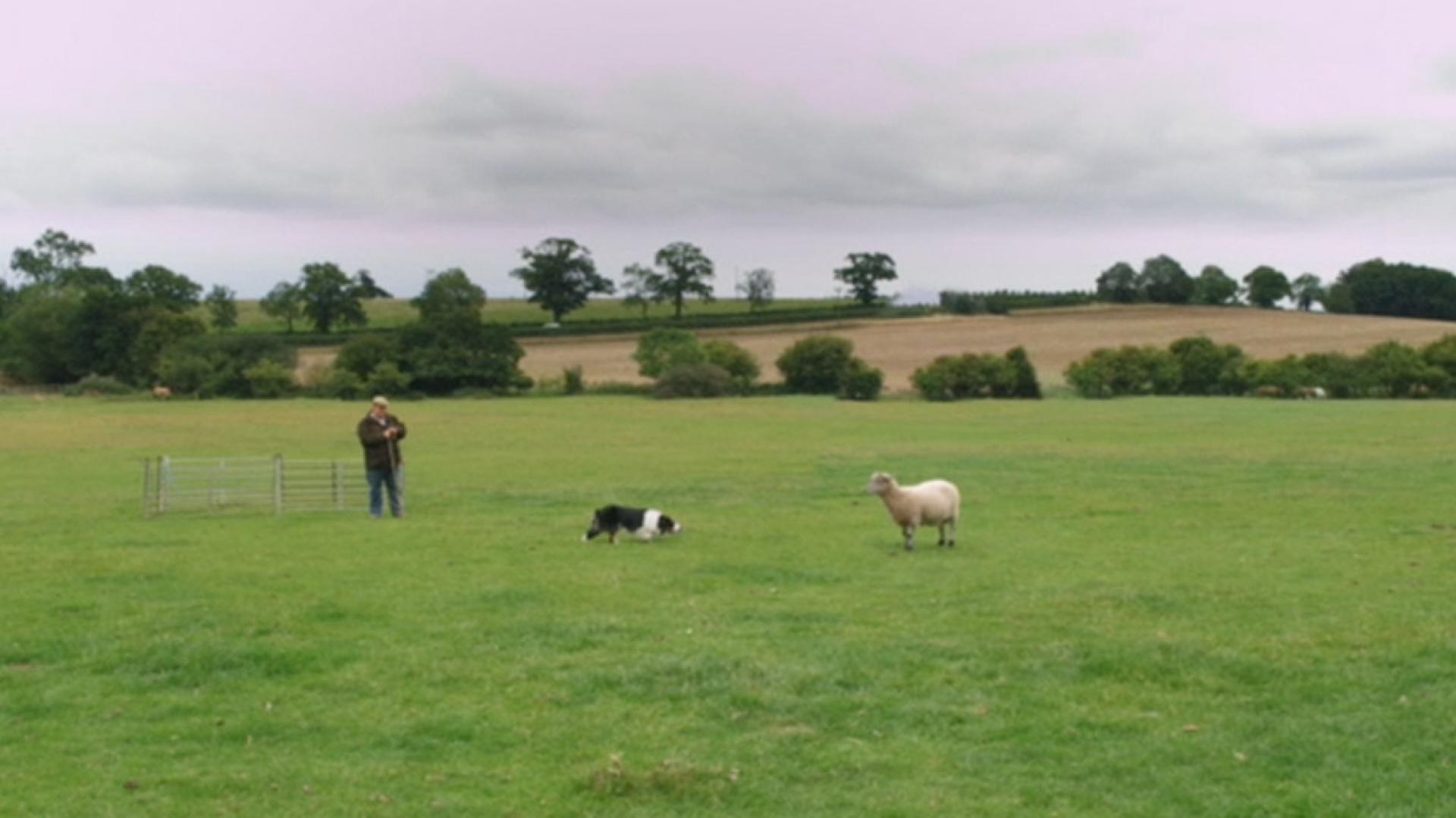 World Sheepdog Trials Promo